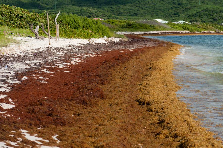 Sargassum A New Cycle? Wildlife of St. Martin