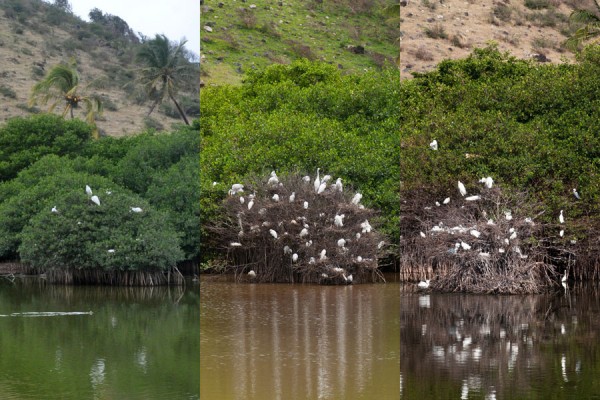 egret-mangrove