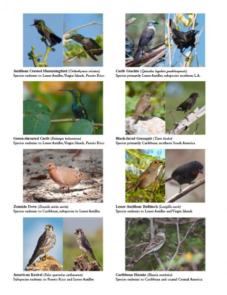 endemic bird flyer