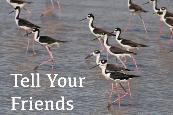tell-your-friends3