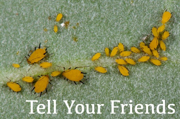 tell-your-friends5