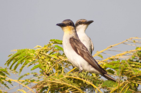 kingbirds