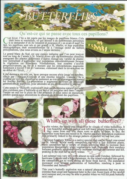 Butterflies-SXMFriendlyMagazine-web
