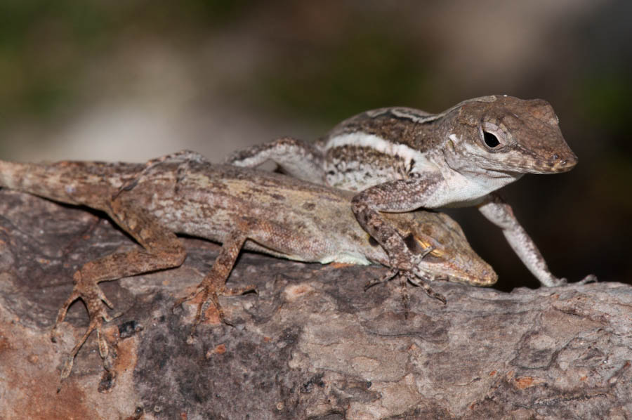 Fighting Anoles – Wildlife of St. Martin